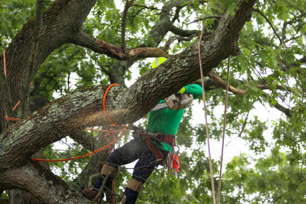 Kalamazoo, MI Tree Services Company