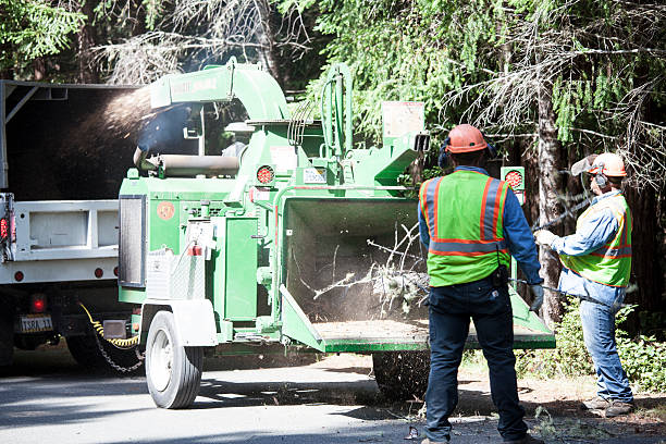 How Our Tree Care Process Works  in  Kalamazoo, MI